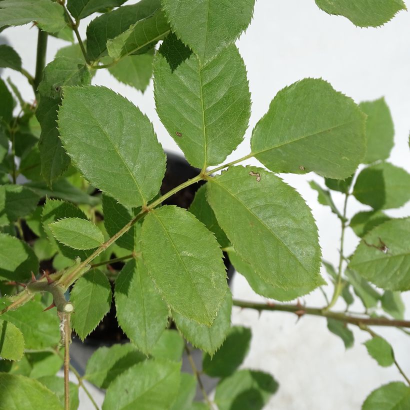 Rosa Morning Mist - English Rose (Foliage)