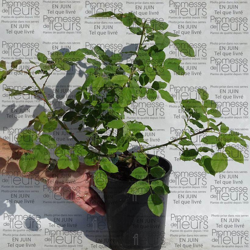 Example of Rosa Morning Mist - English Rose 4L/5L pot specimen as delivered