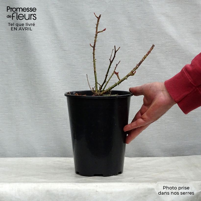 Rosa Munstead Wood 4L/5L pot sample as delivered in spring