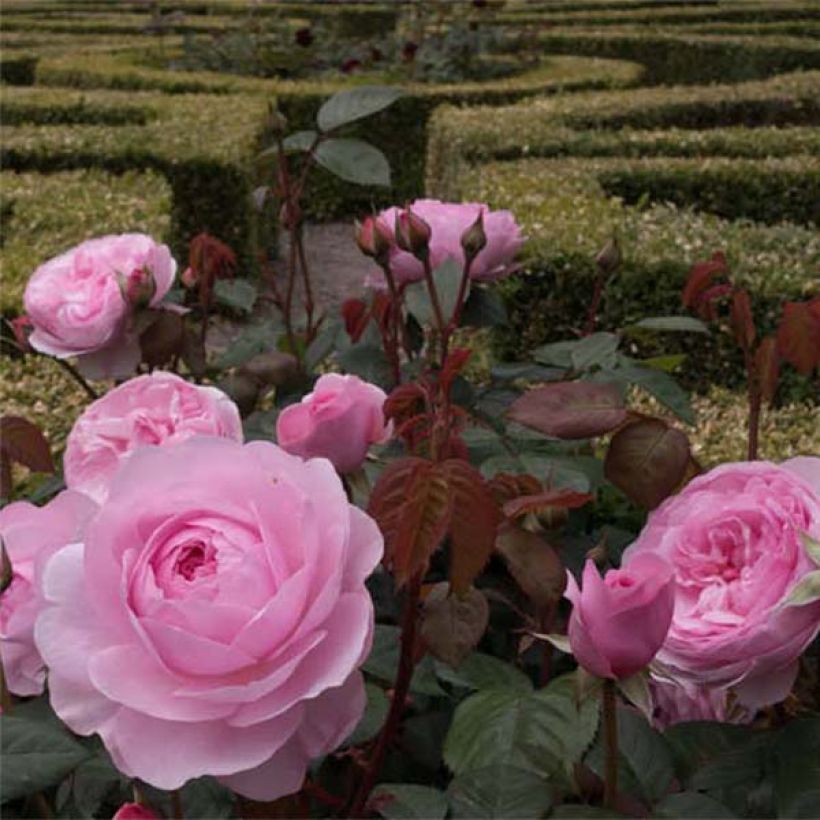 Rosa 'Olivia Rose Austin' - English Rose (Flowering)