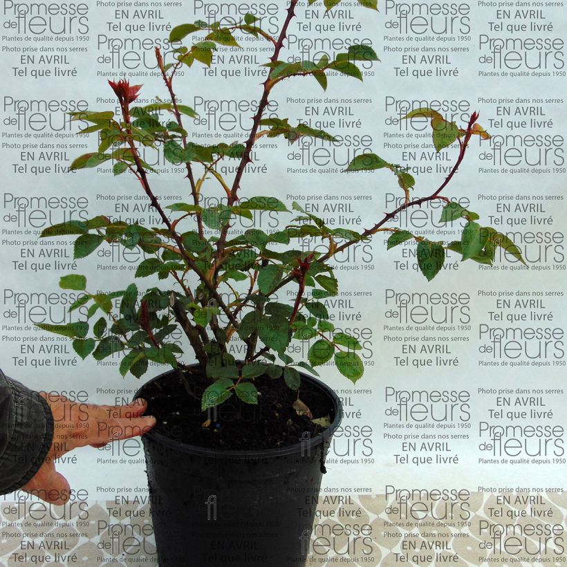 Example of Rosa  Pat Austin - English Shrub Rose 4L/5L pot specimen as delivered