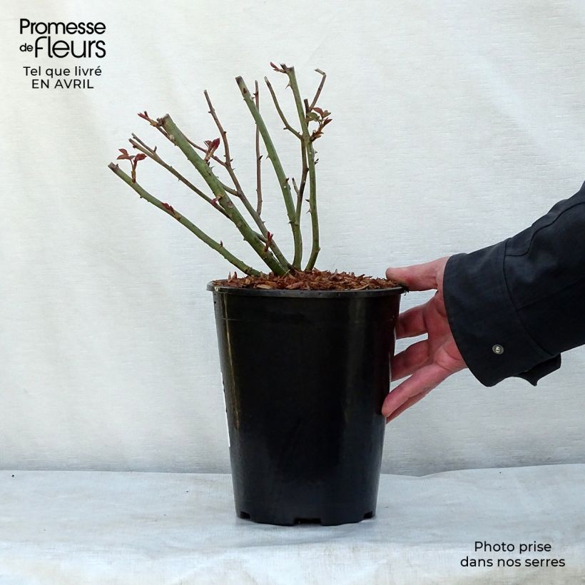 Rosa  Queen of Sweden - English Shrub Rose 4L/5L pot sample as delivered in spring
