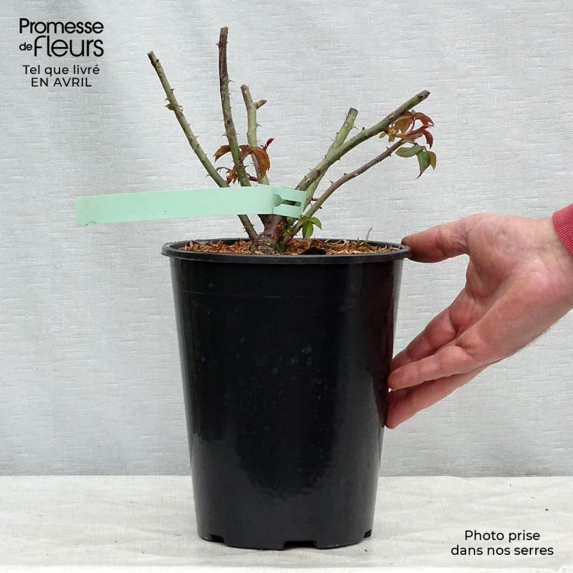 Rosa Sharifa Asma 4L/5L pot sample as delivered in spring