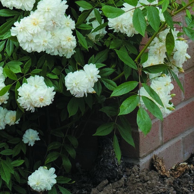 Rosa Snow Goose - Climbing rose (Foliage)