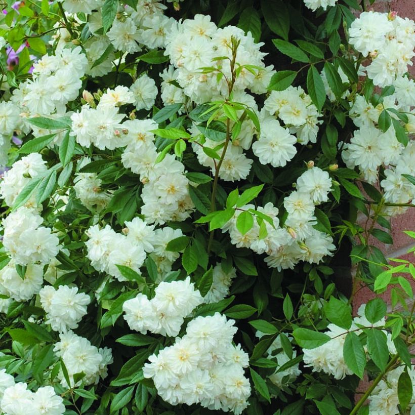 Rosa Snow Goose - Climbing rose (Flowering)