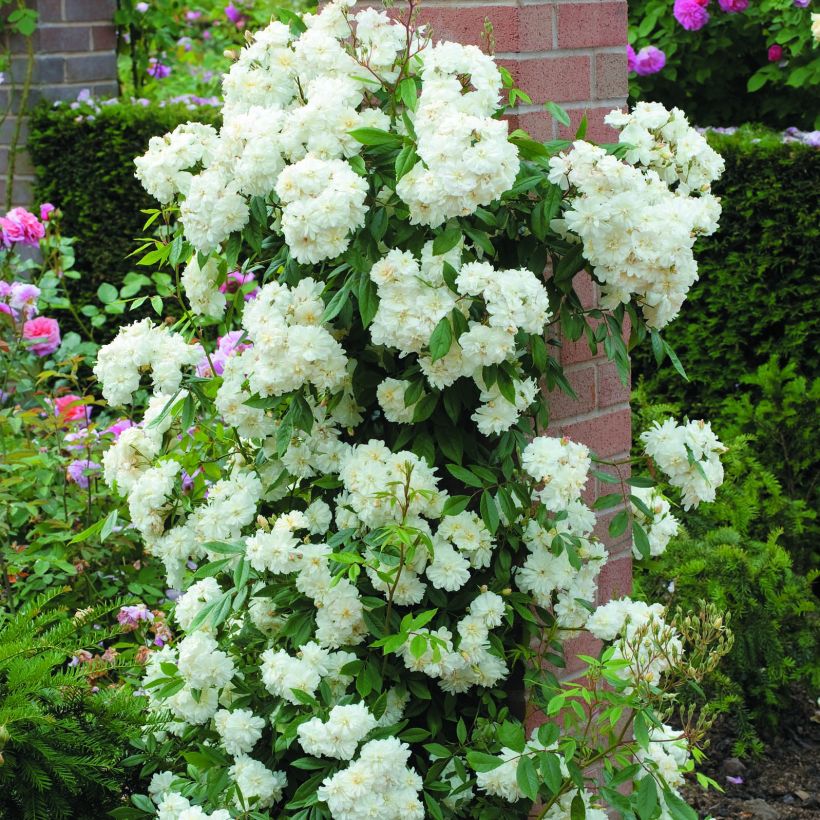 Rosa Snow Goose - Climbing rose (Plant habit)