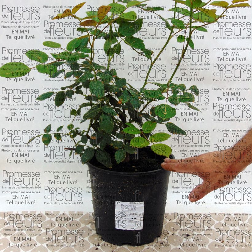 Example of Rosa 'Spirit of Freedom' - Climbing Rose 4L/5L pot specimen as delivered
