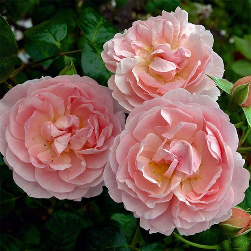 Rosa 'Strawberry Hill' - Climbing Rose (Flowering)