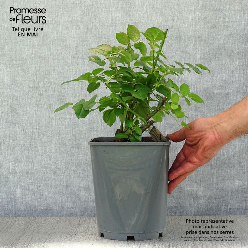Rosa 'Strawberry Hill' - Climbing Rose 4L/5L pot sample as delivered in spring