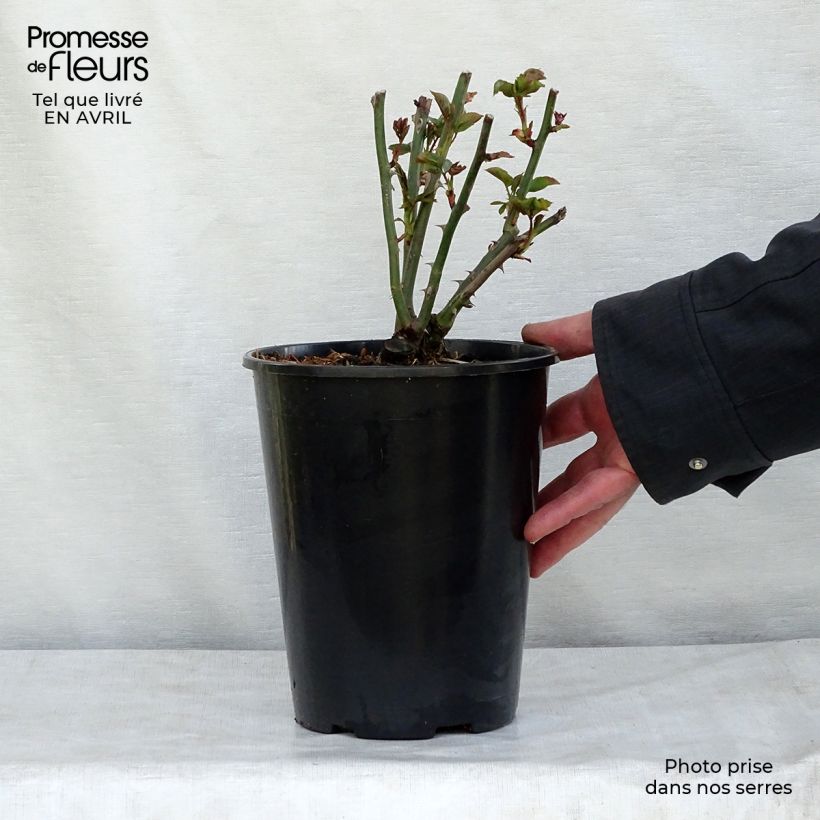 Rosa Summer Song 4L/5L pot sample as delivered in spring