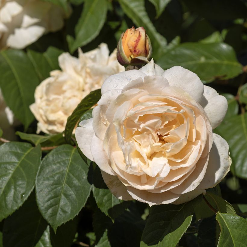 Rosa Sweet Juliet - English Shrub Rose (Flowering)