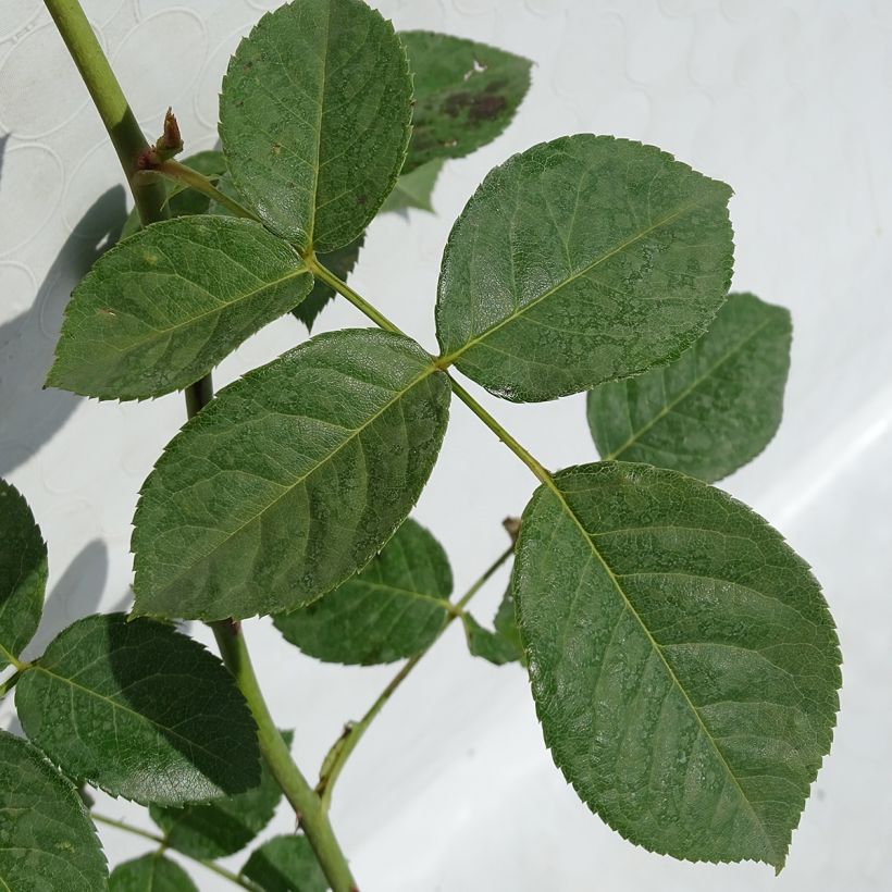 Rosa Teasing Georgia - English Climbing Rose (Foliage)