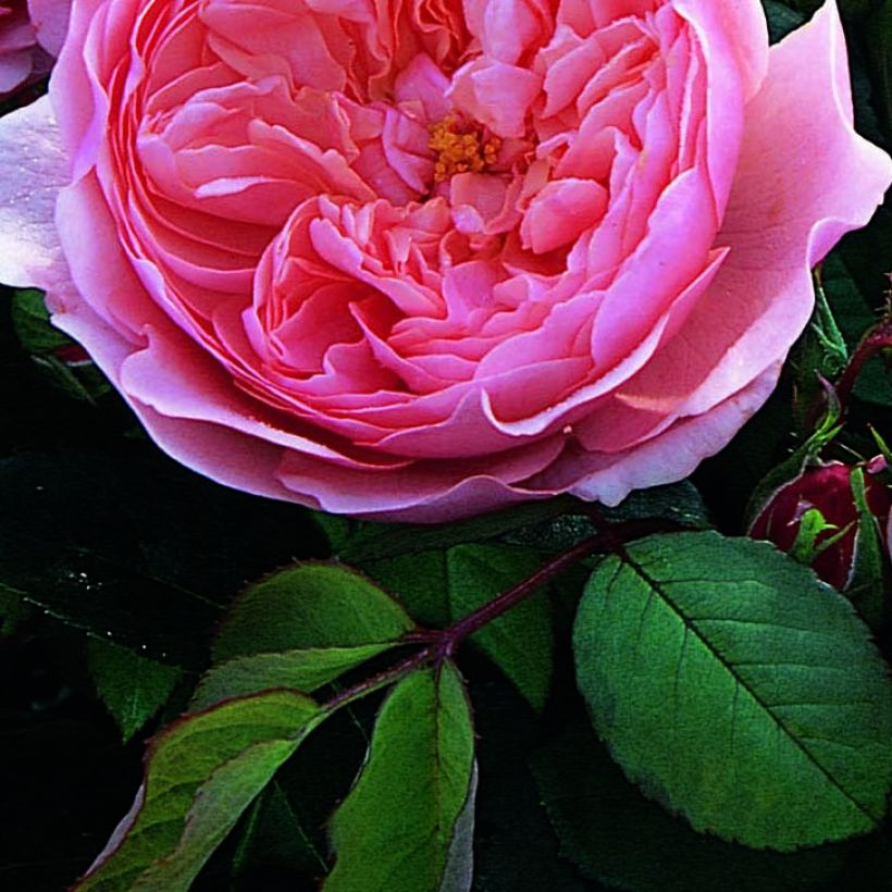 Rosa The Alnwick Rose - Shrub Rose (Foliage)
