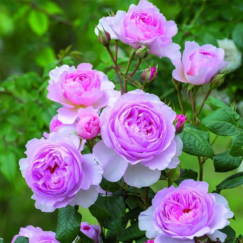 Rosa The Ancient Mariner - English Rose (Flowering)