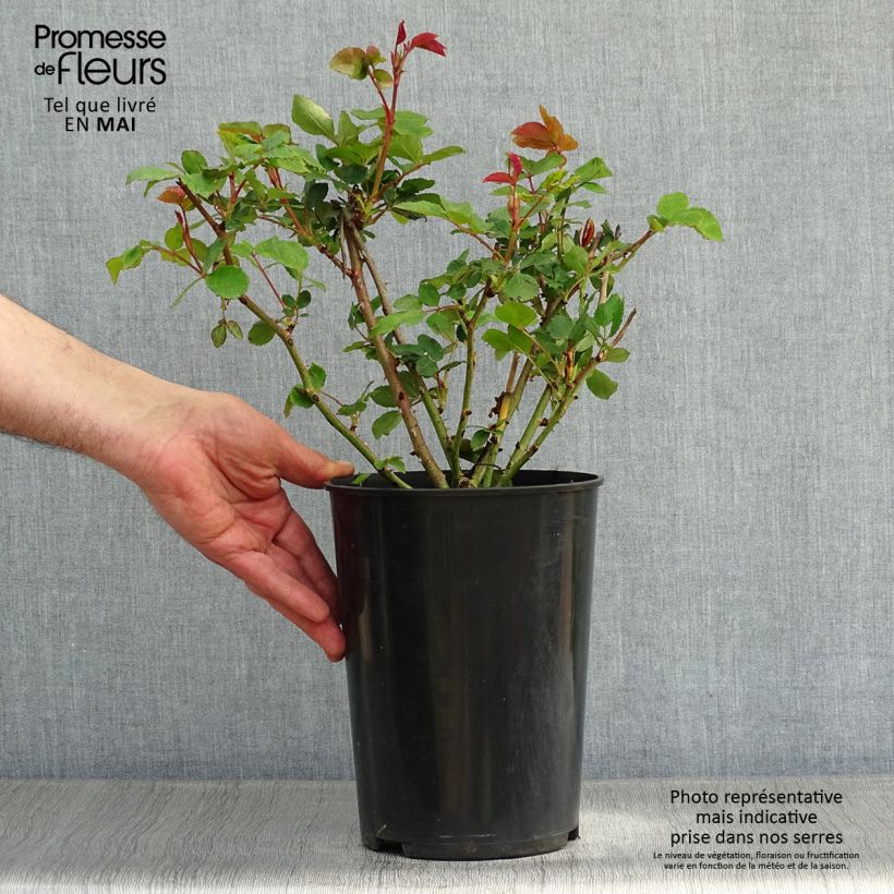 Rosa The Ancient Mariner - English Rose 4L/5L pot sample as delivered in spring