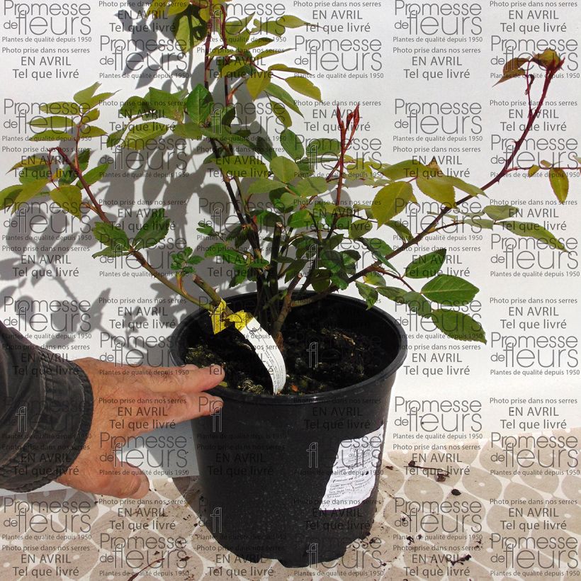 Example of Rosa  The Lady of the Lake - English Rambling Rose 4L/5L pot specimen as delivered