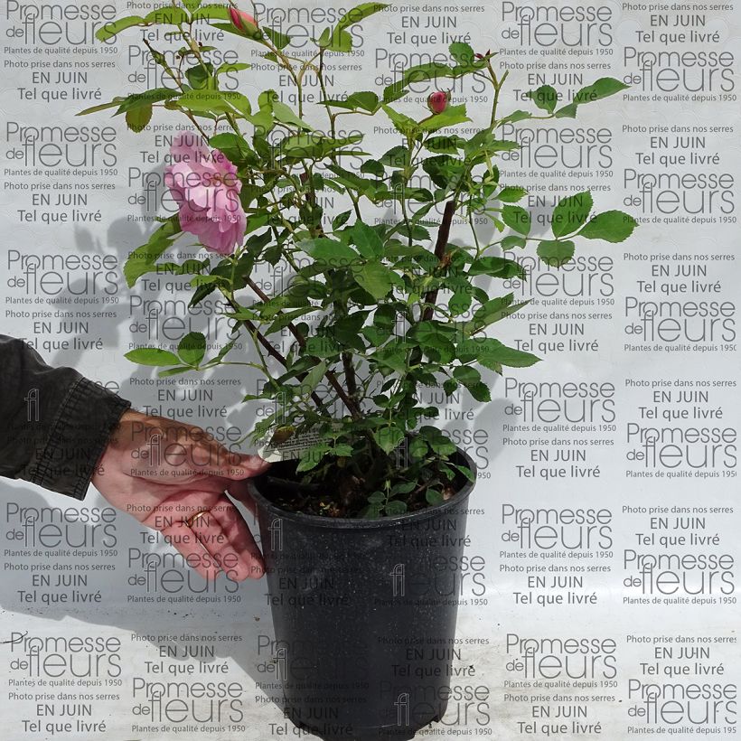 Example of Rosa The Lady's Blush - English Shrub Rose specimen as delivered