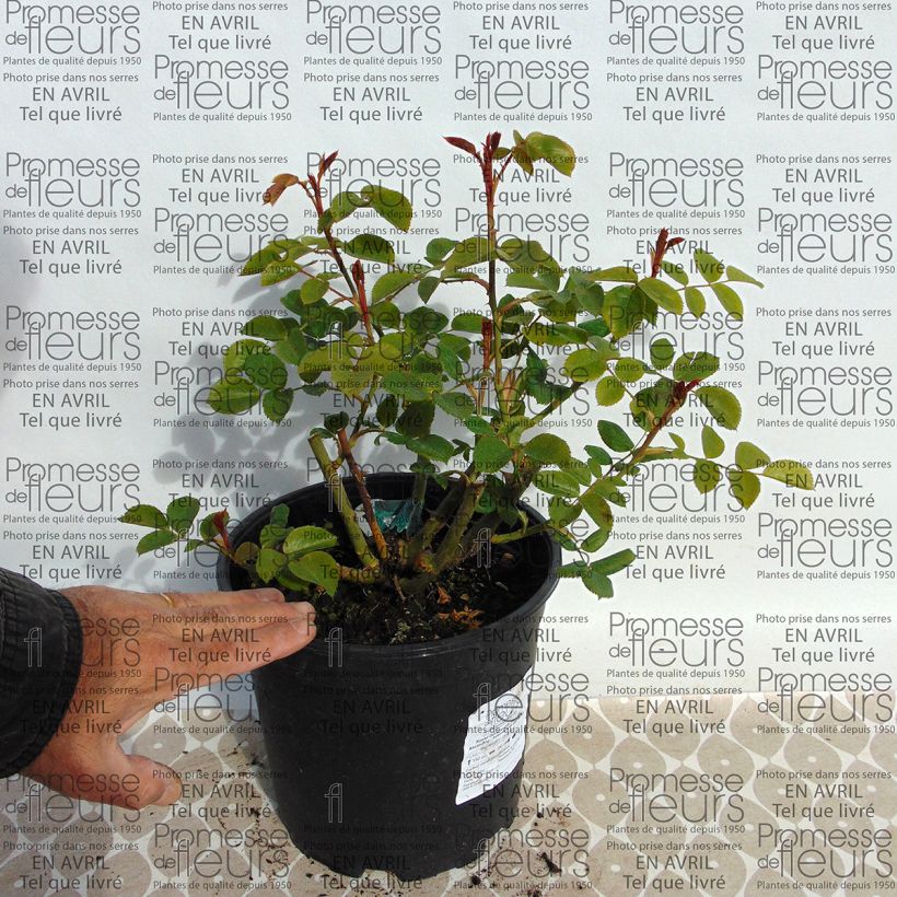 Example of Rosa The Lark Ascending - English Shrub Rose 4L/5L pot specimen as delivered
