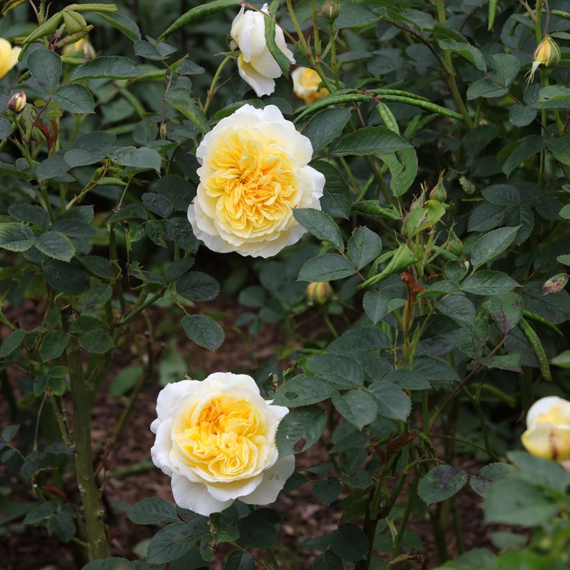 Rosa The Pilgrim - English Climbing Rose (Flowering)