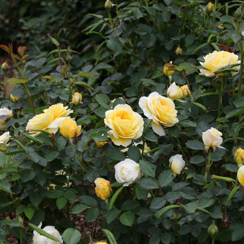 Rosa The Pilgrim - English Climbing Rose (Plant habit)
