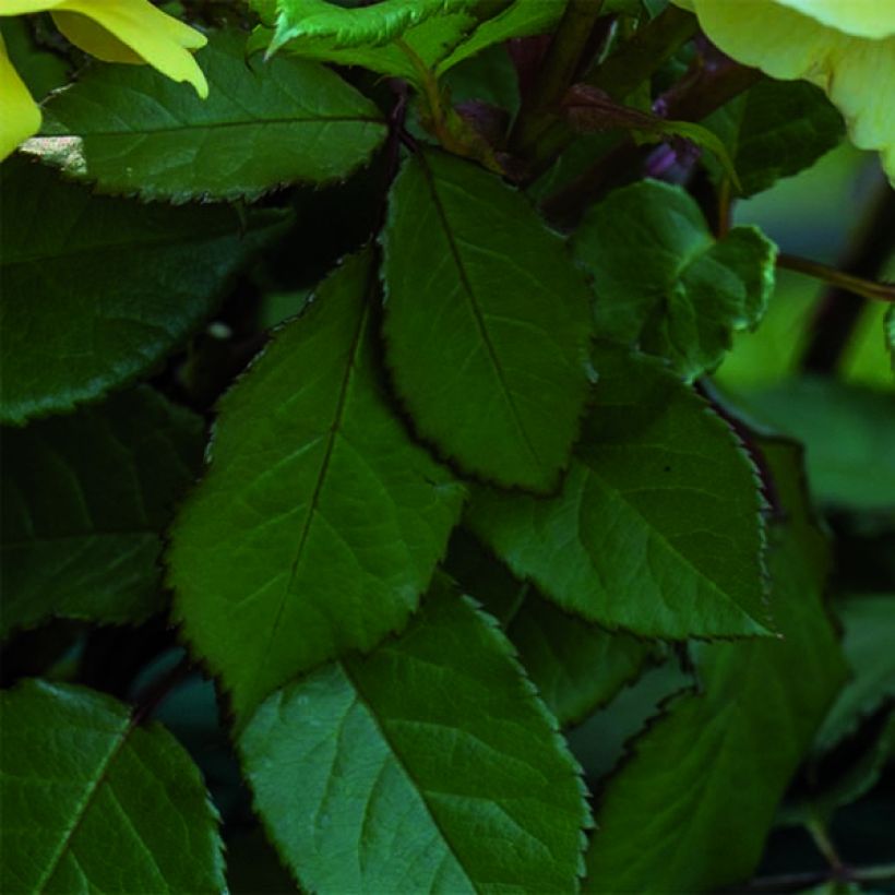 Rosa 'The Poet's Wife' - English Rose (Foliage)