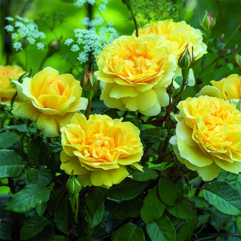 Rosa 'The Poet's Wife' - English Rose (Plant habit)