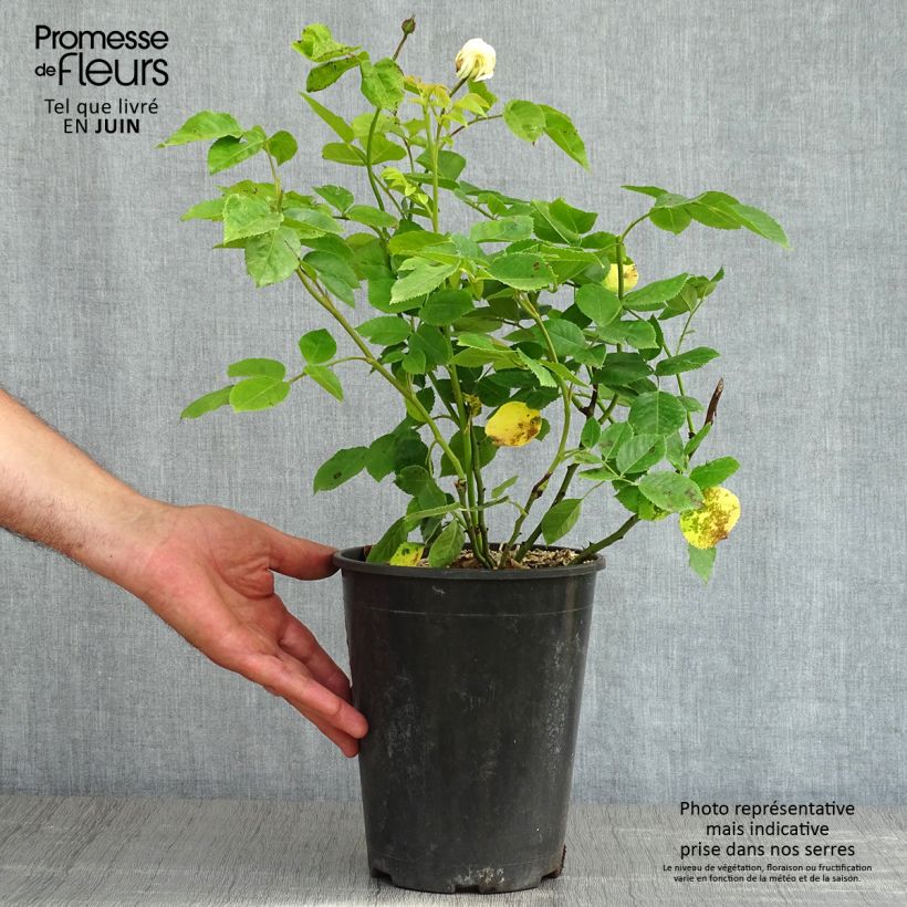 Rosa Tranquility - English Shrub Rose 4L/5L pot sample as delivered in spring