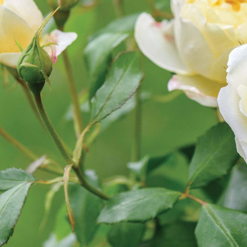 Rosa Vanessa Bell - Shrub Rose (Foliage)