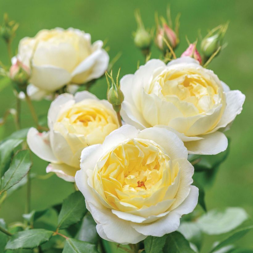 Rosa Vanessa Bell - Shrub Rose (Flowering)