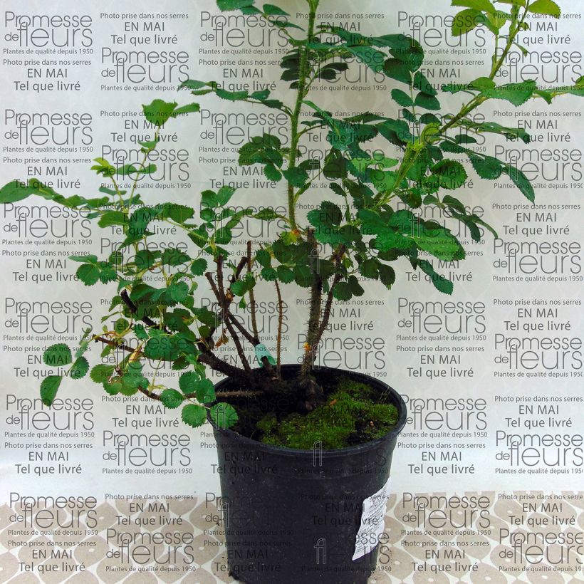 Example of Rosa x rugosa 'Wild Edric' - Rugosa Rose 4L/5L pot specimen as delivered