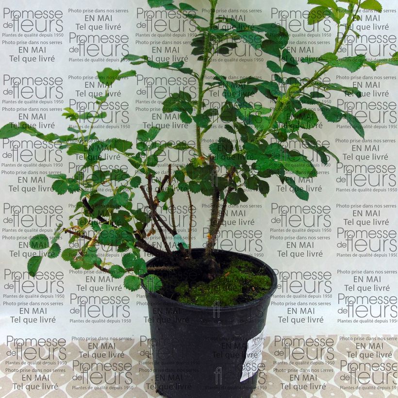 Example of Rosa x rugosa 'Wild Edric' - Rugosa Rose specimen as delivered