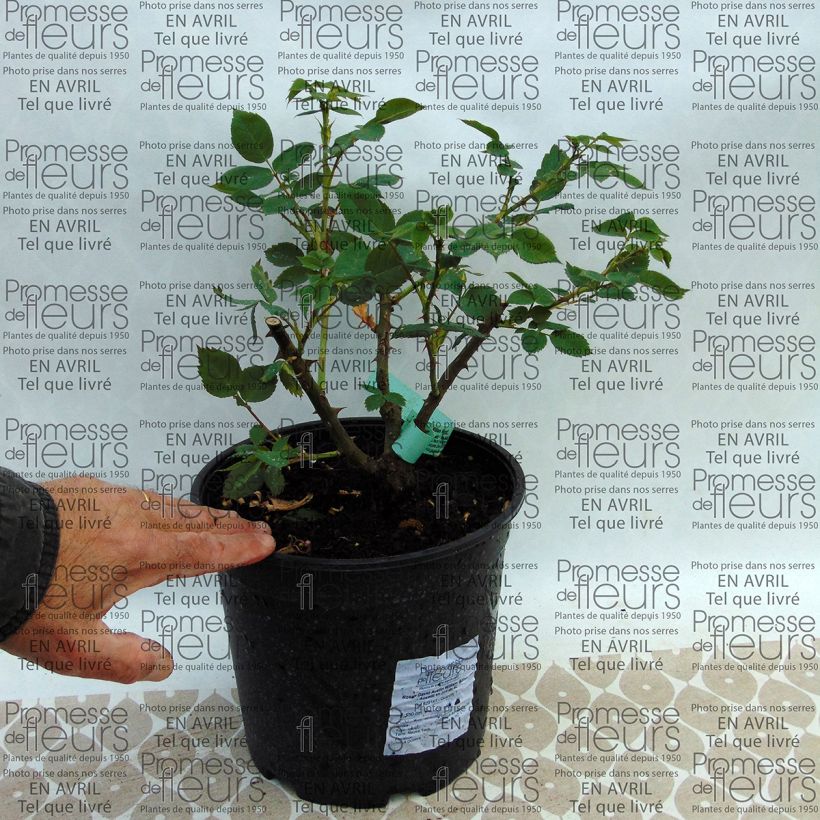 Example of Rosa 'William Morris' - English Rose 4L/5L pot specimen as delivered