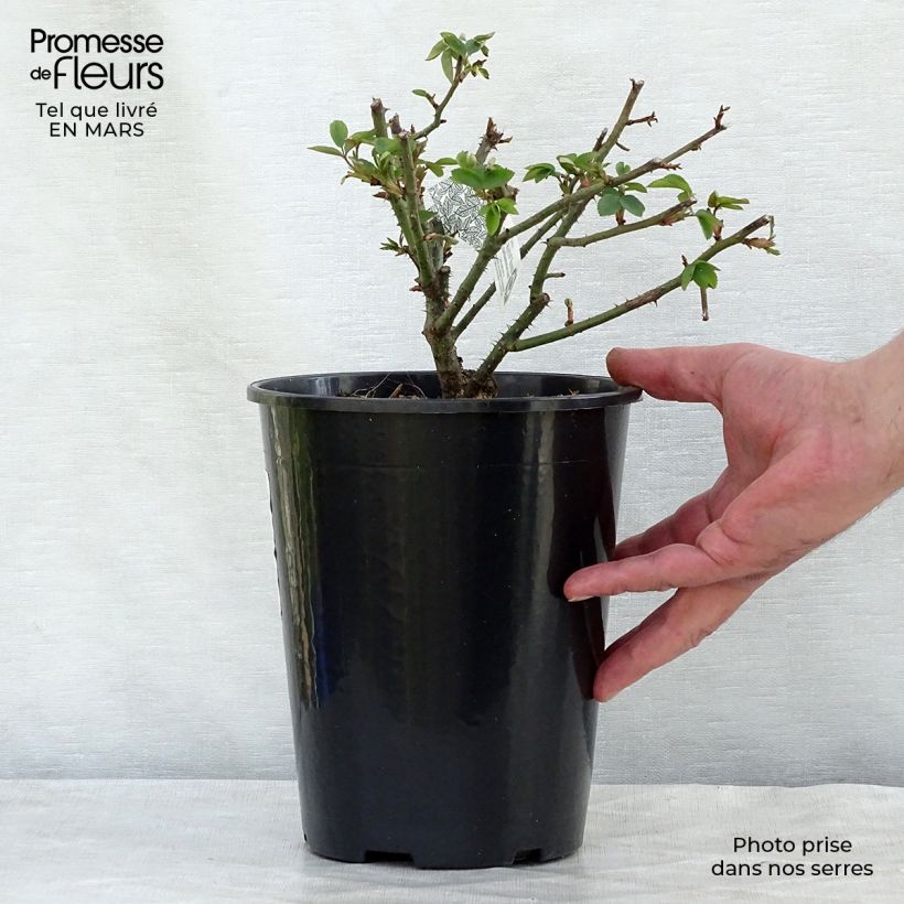 Rosa 'Winchester Cathedral' - English Rose  4L/5L pot sample as delivered in spring