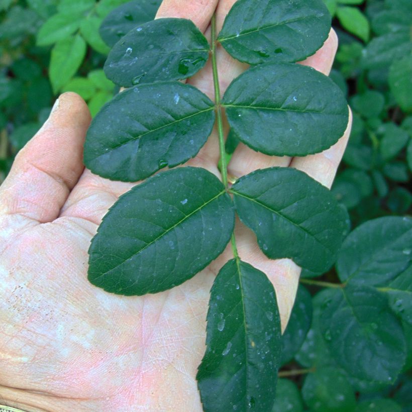 Rosa Young Lycidas - English Rose (Foliage)
