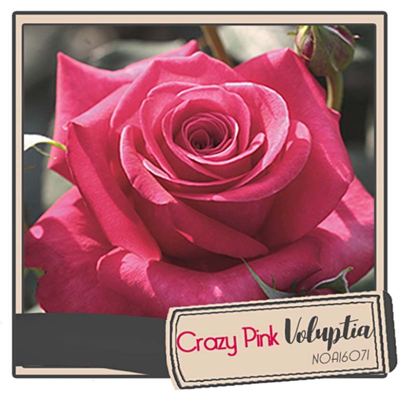 Rosa Décorosiers 'Crazy Pink Voluptia' - Shrub Rose (Flowering)