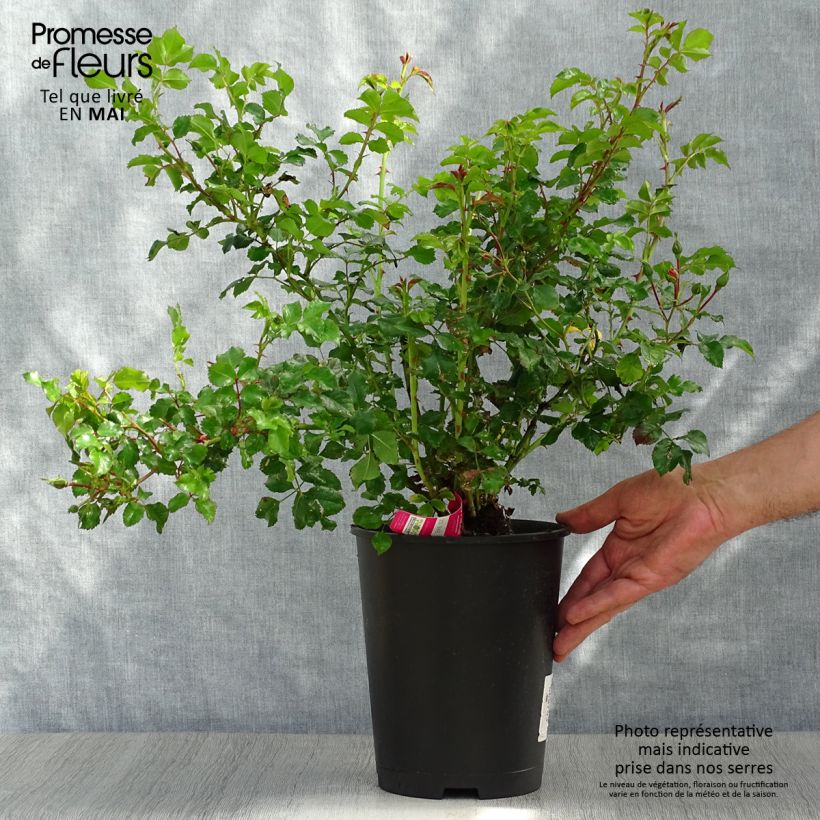Rosa Decorosier Emera - Shrub rose 4L/5L pot sample as delivered in spring