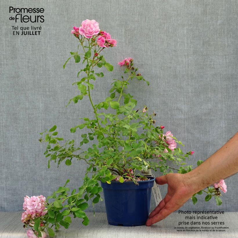 Rosa Decorosier Mareva 2L/3L pot sample as delivered in summer