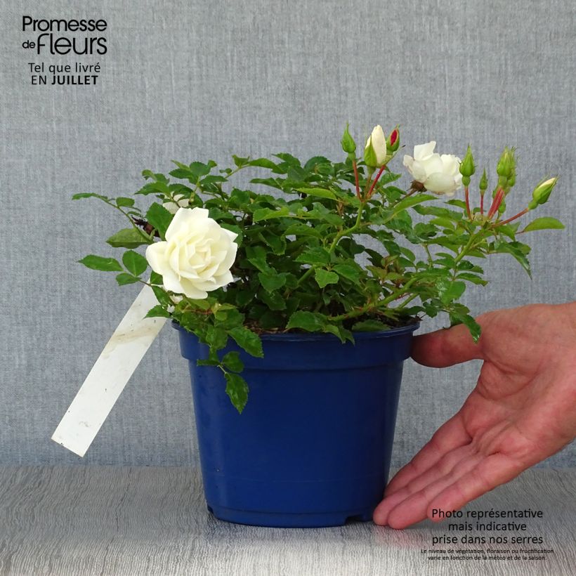 Rosa  Decorosiers Opalia 'Noaschnee' 2L/3L pot sample as delivered in summer
