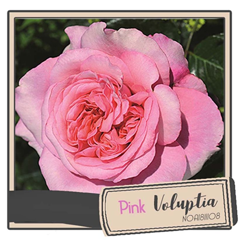 Rosa Décorosiers 'Pink Voluptia' - Shrub Rose (Flowering)