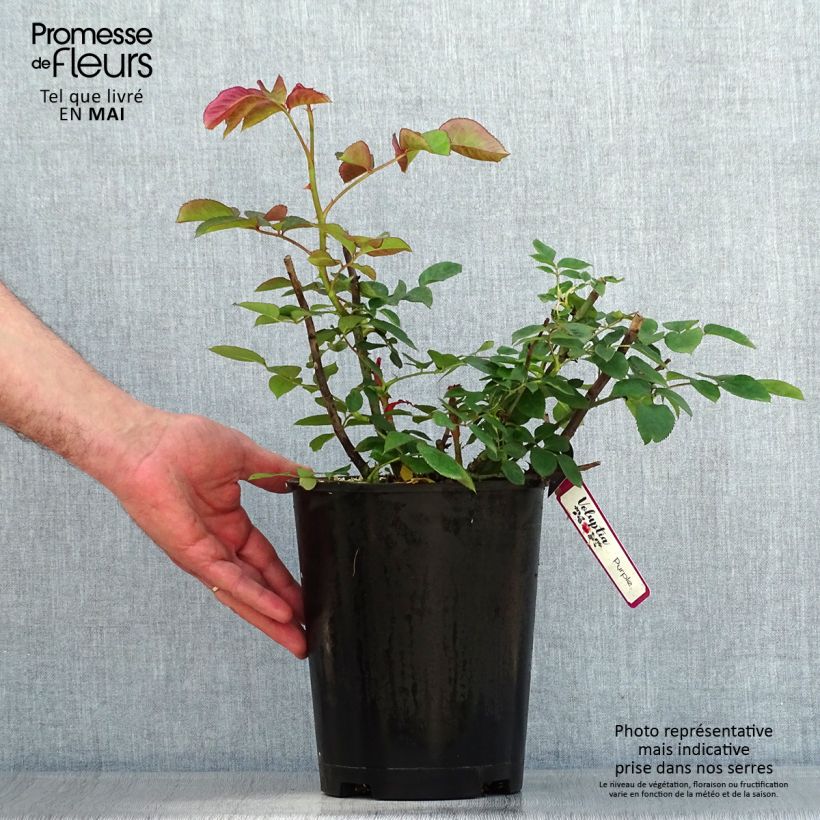 Rosa Décorosiers 'Purple Voluptia' - Shrub Rose 4L/5L pot sample as delivered in spring