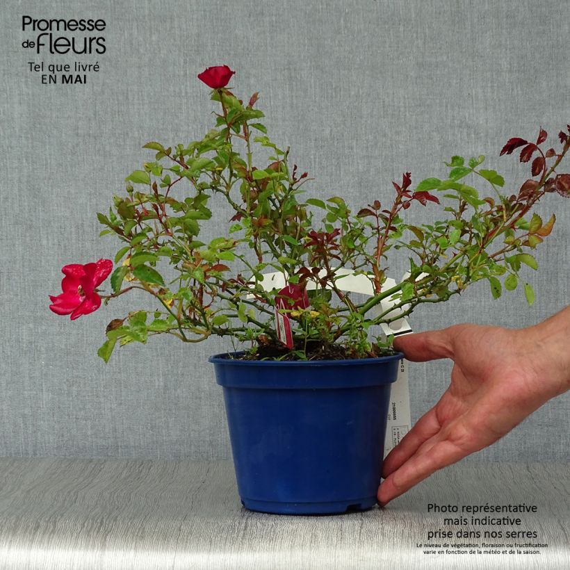 Rosa Vesuvia - groundcover shrub rose sample as delivered in spring