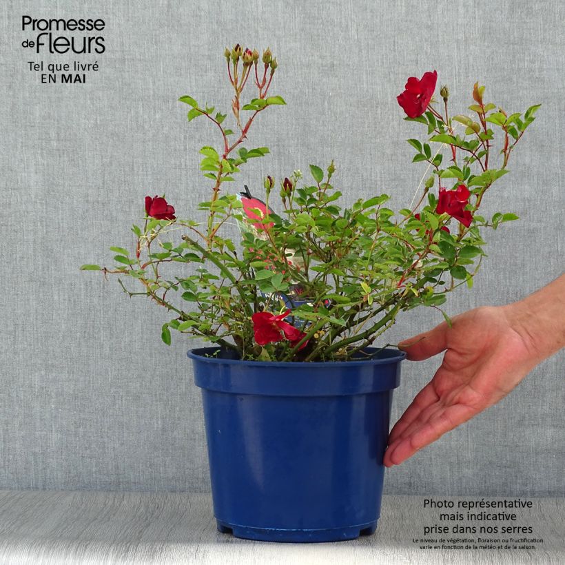 Rosa Vesuvia - groundcover shrub rose sample as delivered in spring