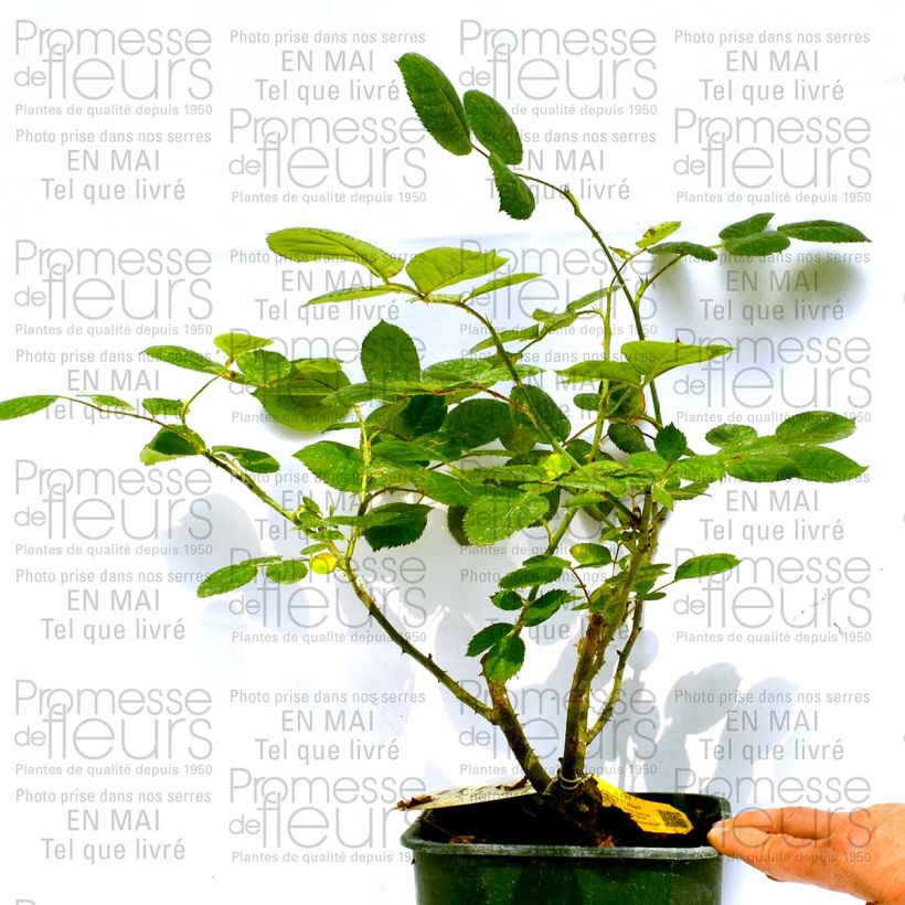 Example of Rosa 'Eliza' - Hybrid Tea Rose 4L/5L pot specimen as delivered