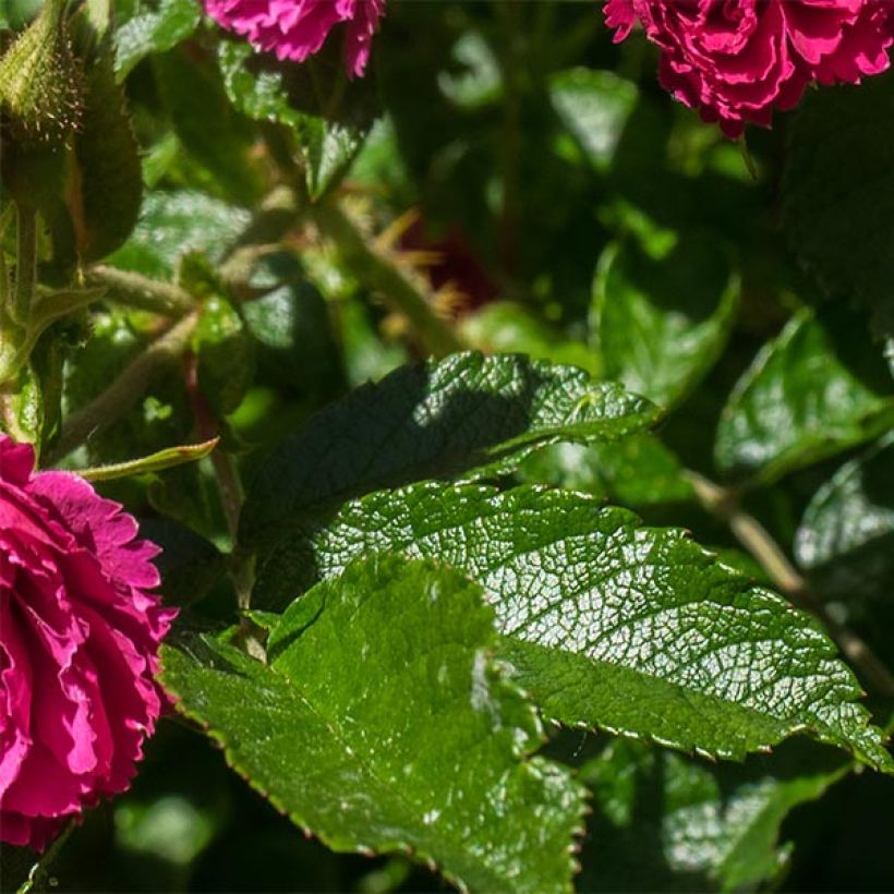 Rosa rugosa F.J. Grootendorst (Foliage)