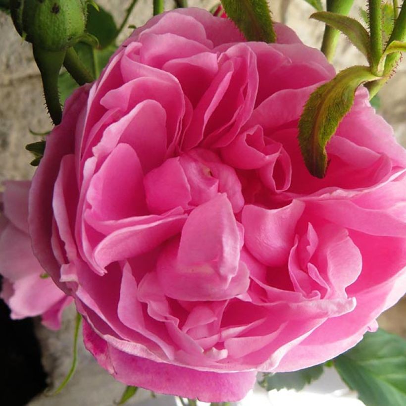 Rosa centifolia Fantin Latour - Cabbage Rose (Flowering)