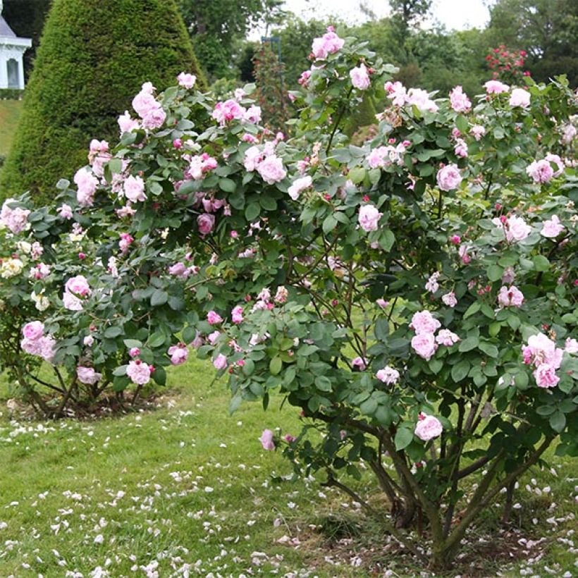 Rosa centifolia Fantin Latour - Cabbage Rose (Plant habit)