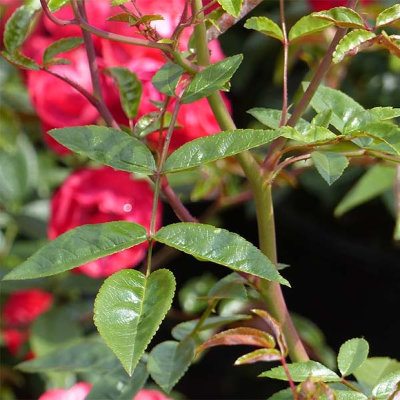 Rosa x polyantha KOSTER 'Fête des Mères' - Miniature Rose  (Foliage)