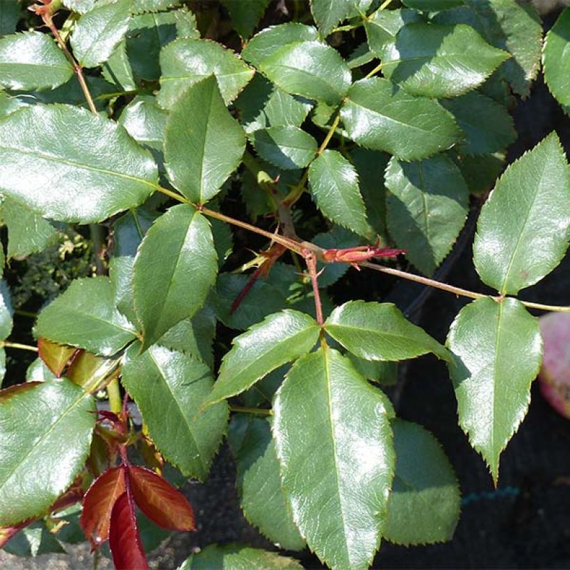 Rosa x floribunda Fragrant Delight (Foliage)