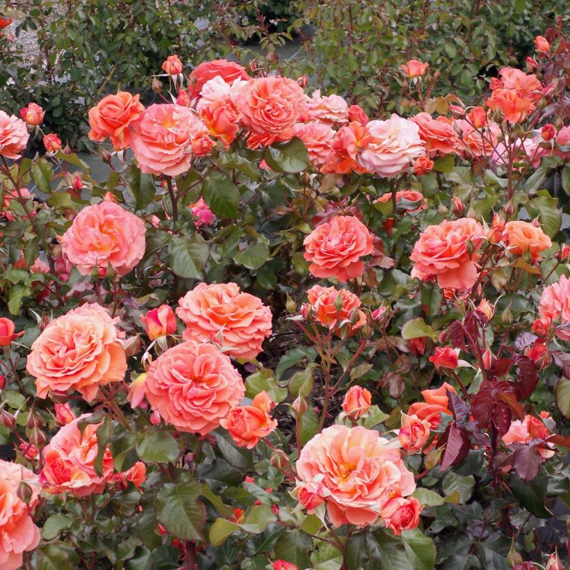 Rosa x floribunda 'François Mauriac' - Shrub Rose (Plant habit)