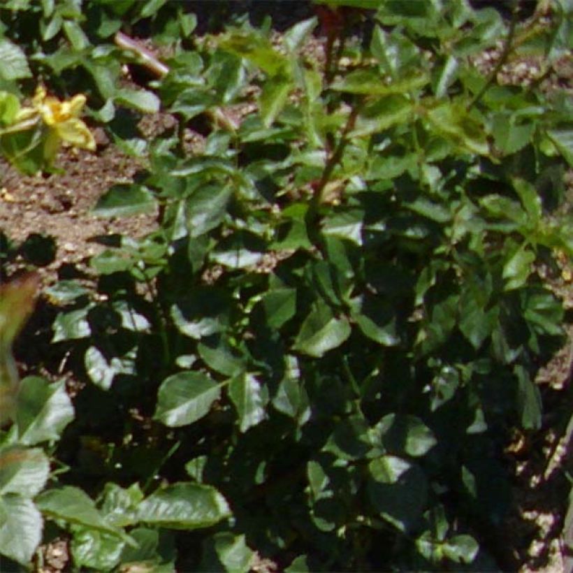 Rosa x floribunda 'Friesia' - Shrub Rose (Foliage)